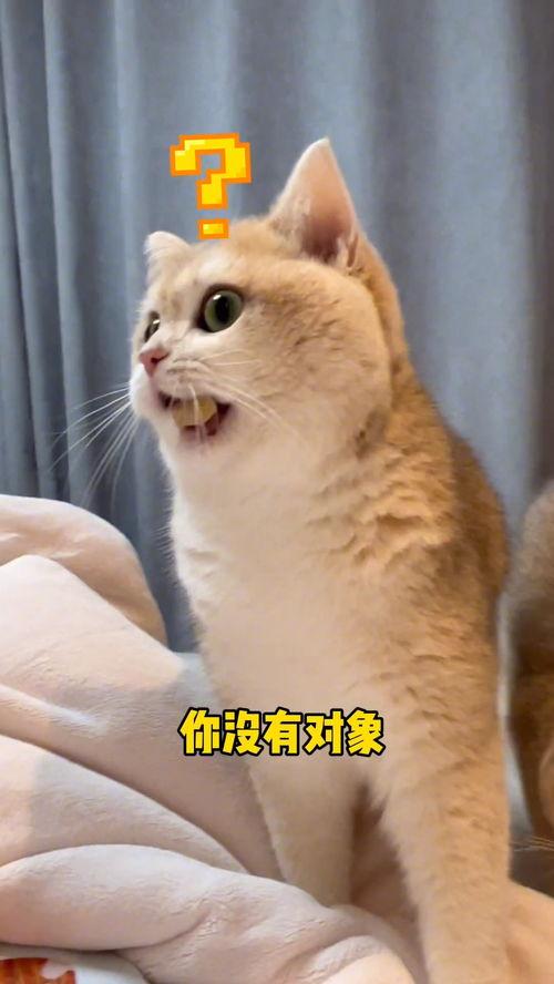 大金牙猫吃瓜群众,吃瓜群众的趣味生活
