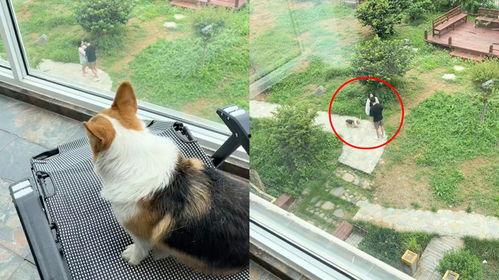 动物看别人吵架吃瓜群众,围观人类争吵的趣味瞬间