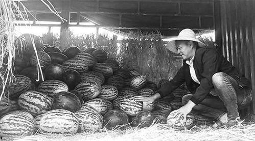 曲阳吃瓜群众案件,揭秘网络谣言背后的真相