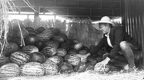 三台吃瓜群众事件始末,一场网络舆论的风暴与反思