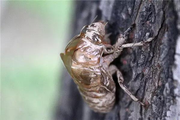 吃瓜群众金蝉视频大全,吃瓜群众的欢乐盛宴