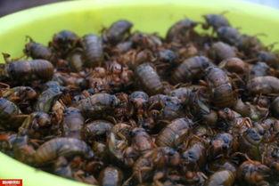 吃瓜群众金蝉视频大全,吃瓜群众的欢乐盛宴