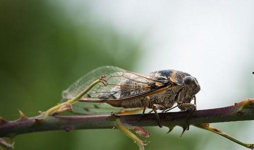 吃瓜群众金蝉视频大全,吃瓜群众的欢乐盛宴